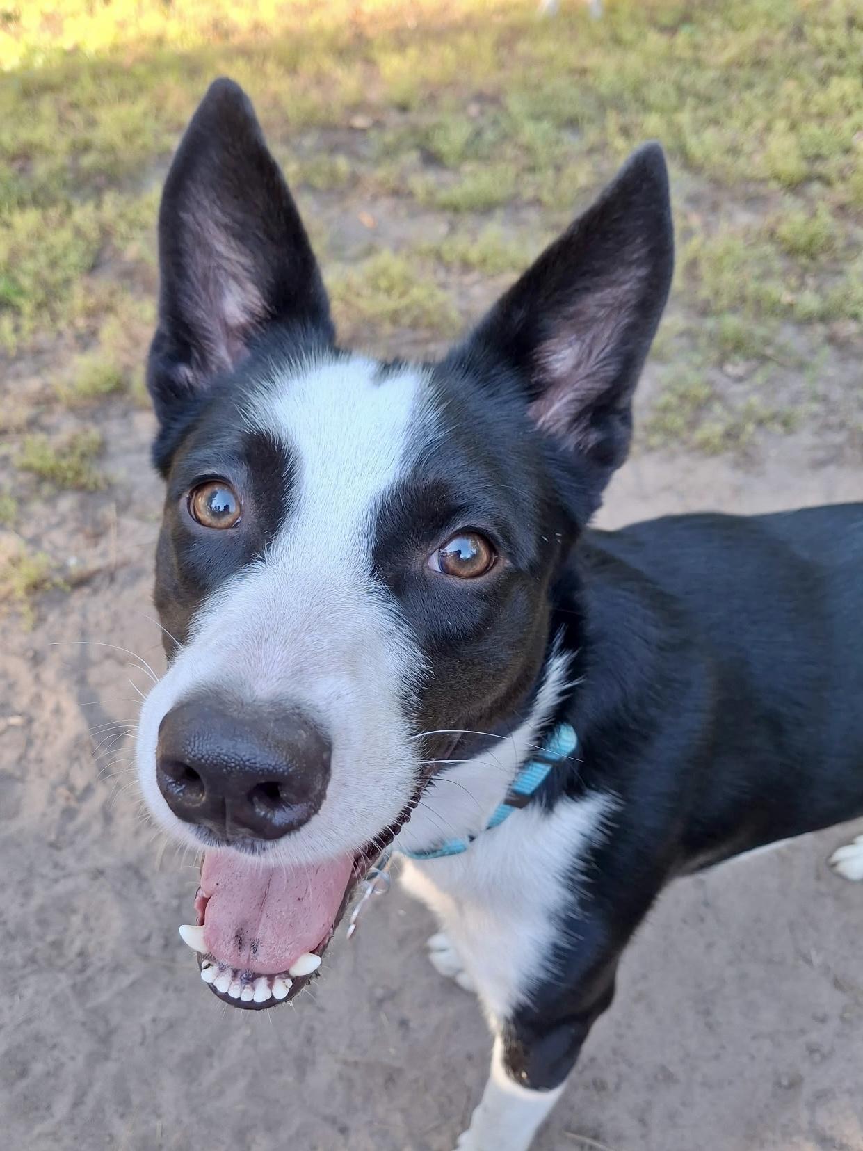 Enlarge Burt (Foster or Foster-to-Adopt), a Adoptable mixed breed in Minneapolis, MN image 3/5