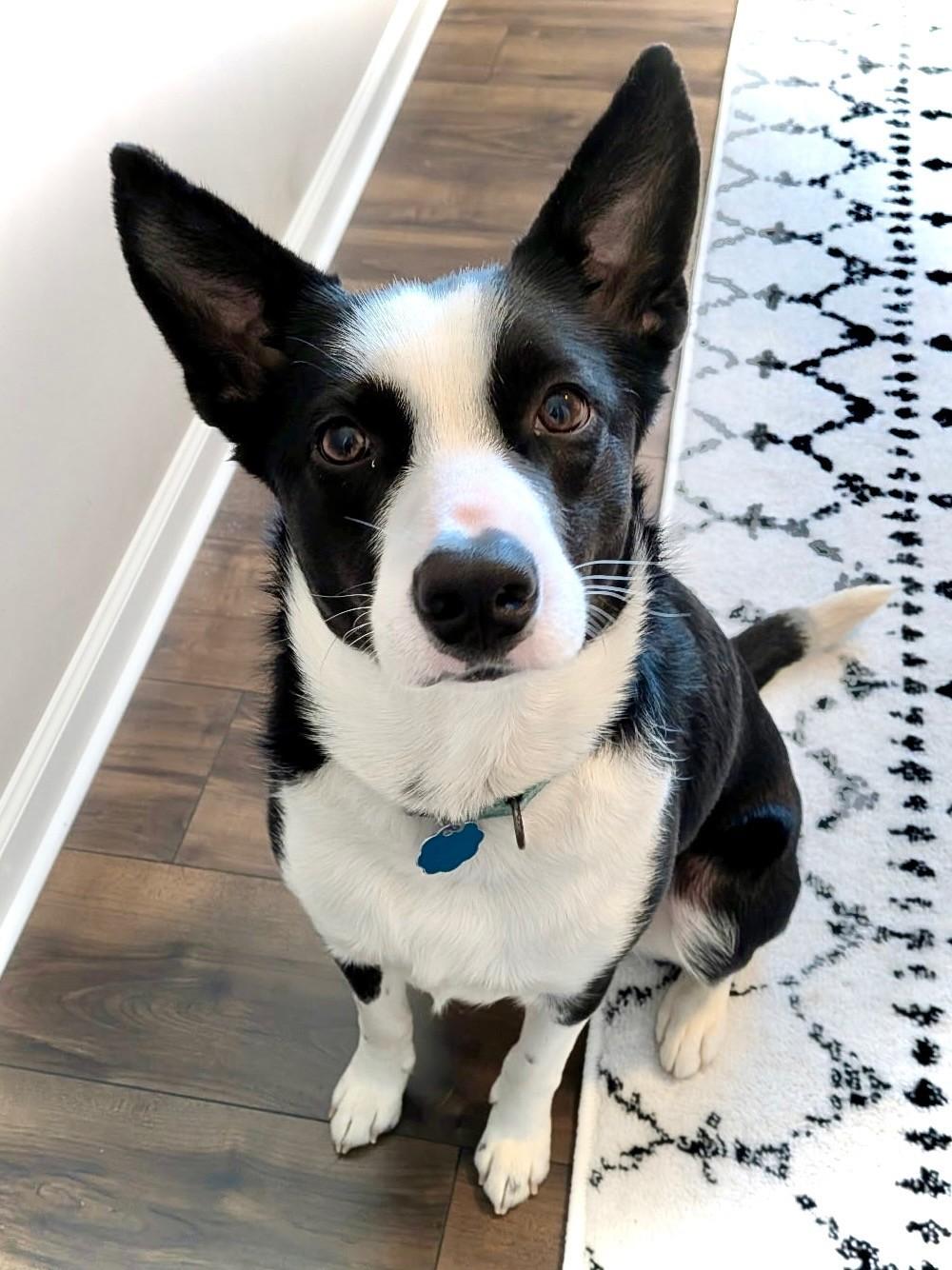 Burt (Foster or Foster-to-Adopt), Adoptable, Young Male Border Collie.