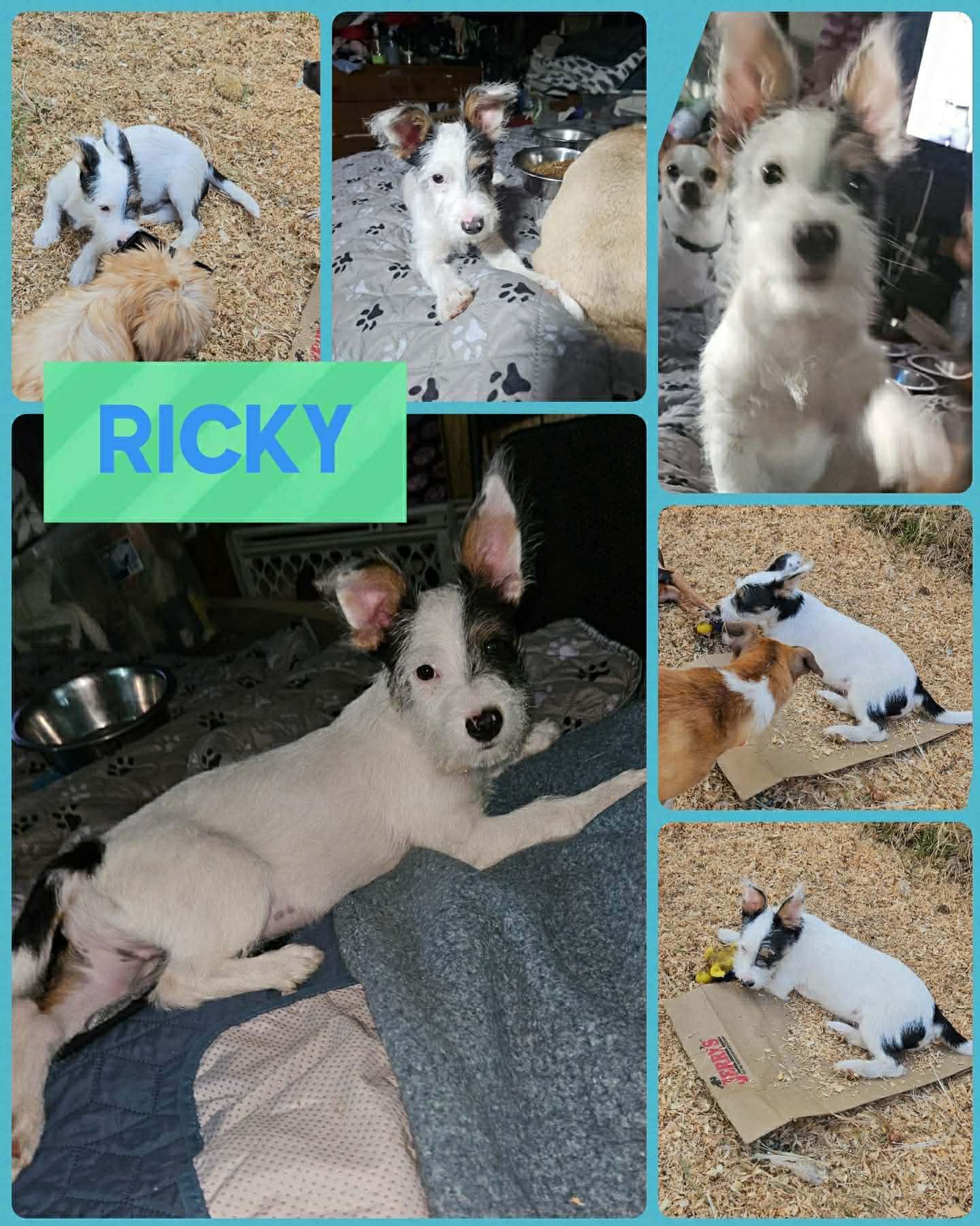 Ricky, ADOPTABLE, Puppy Male Terrier.