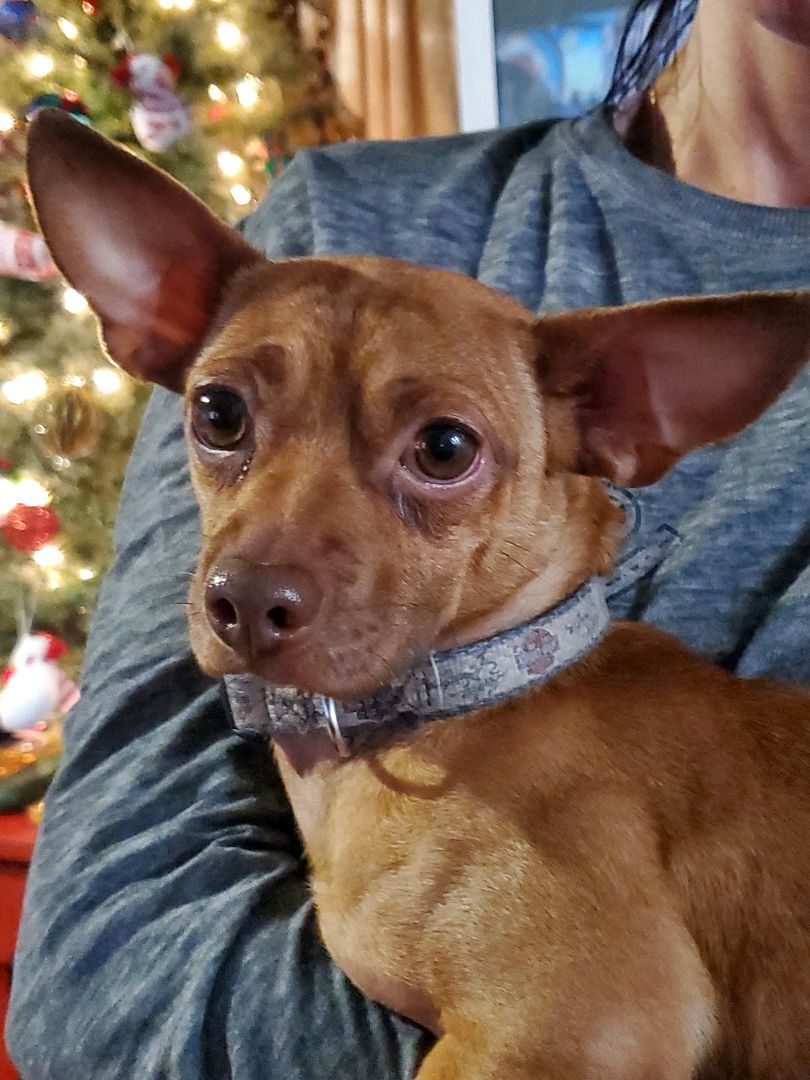 Toby Maguire, a Adoptable Chihuahua in Belleville, NJ image 1/4