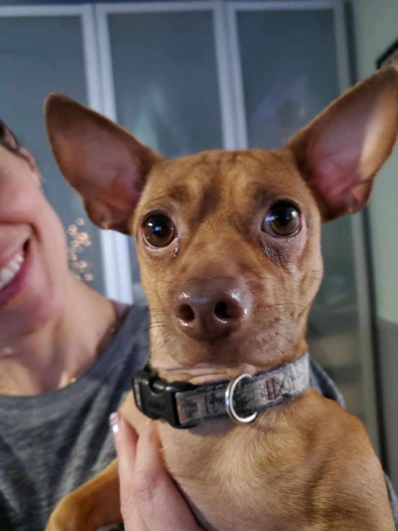 Toby Maguire, a Adoptable Chihuahua in Belleville, NJ image 2/4