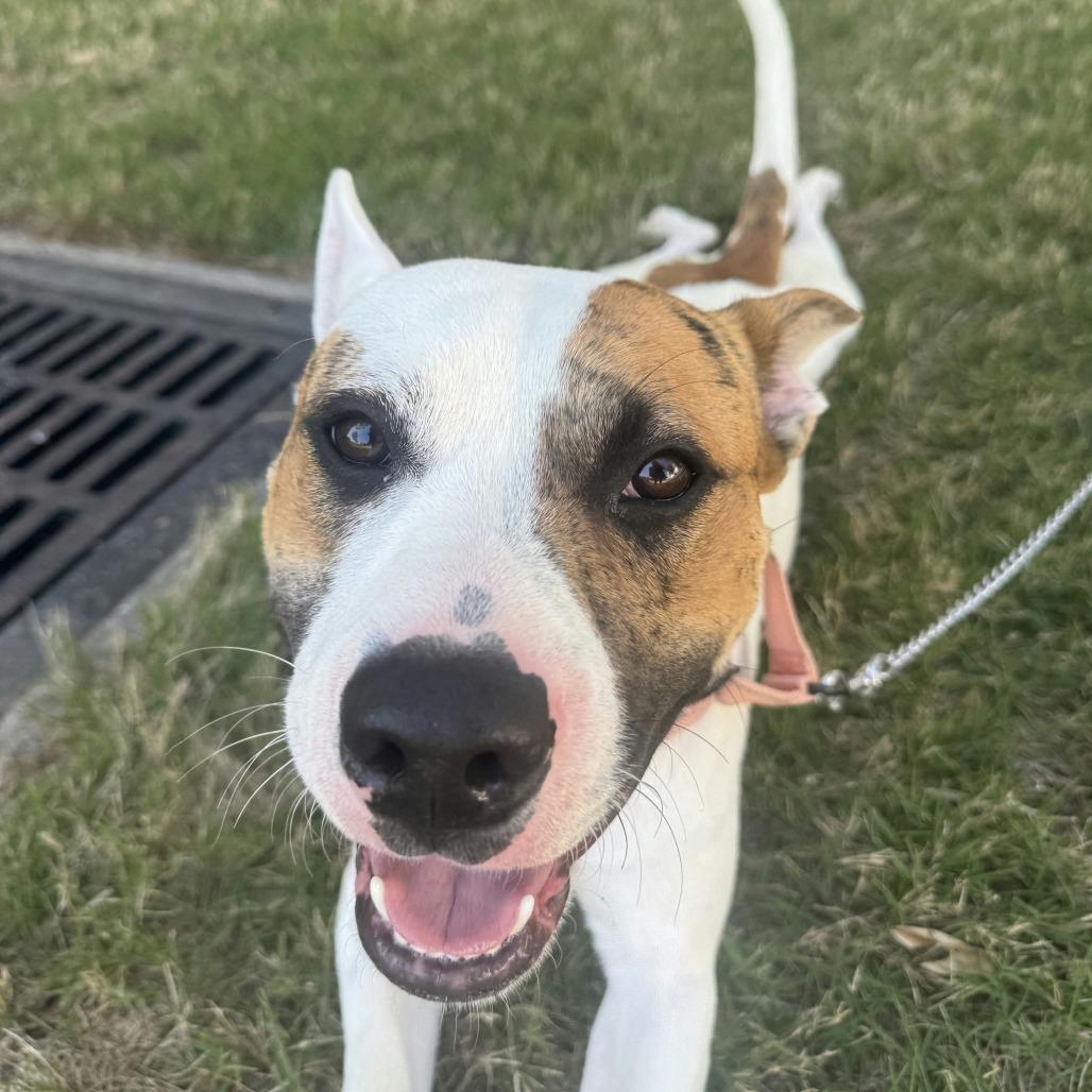 Humphrey, Adoptable, Adult Male Mixed Breed.