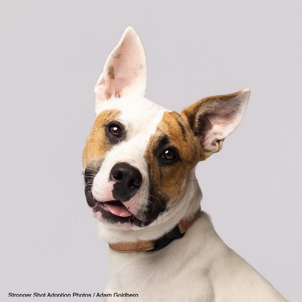 Humphrey, a Adoptable Mixed Breed in Bentonville, AR image 2/6