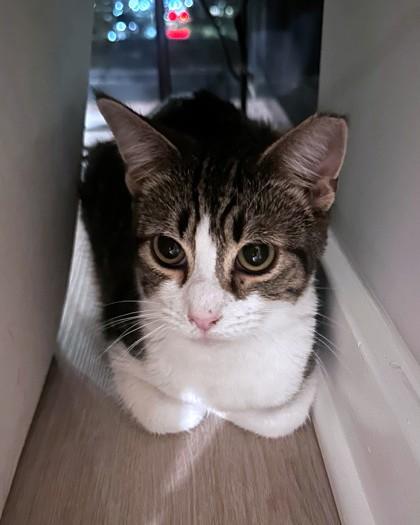 Boots, Adoptable, Young Male Domestic Short Hair & Domestic Short Hair.