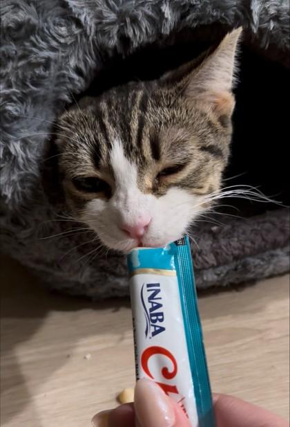 Enlarge Boots, a Adoptable mixed breed in Washington, DC image 4/4