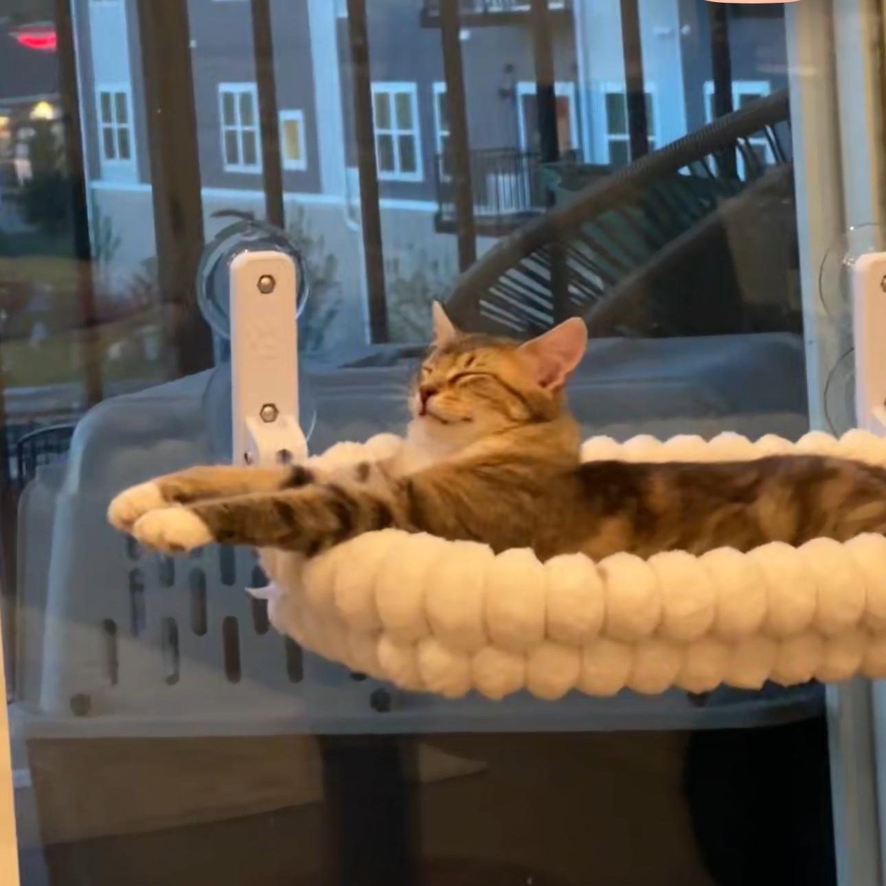 Enlarge Nimble, a Adoptable Domestic Medium Hair in Minneapolis, MN image 2/3