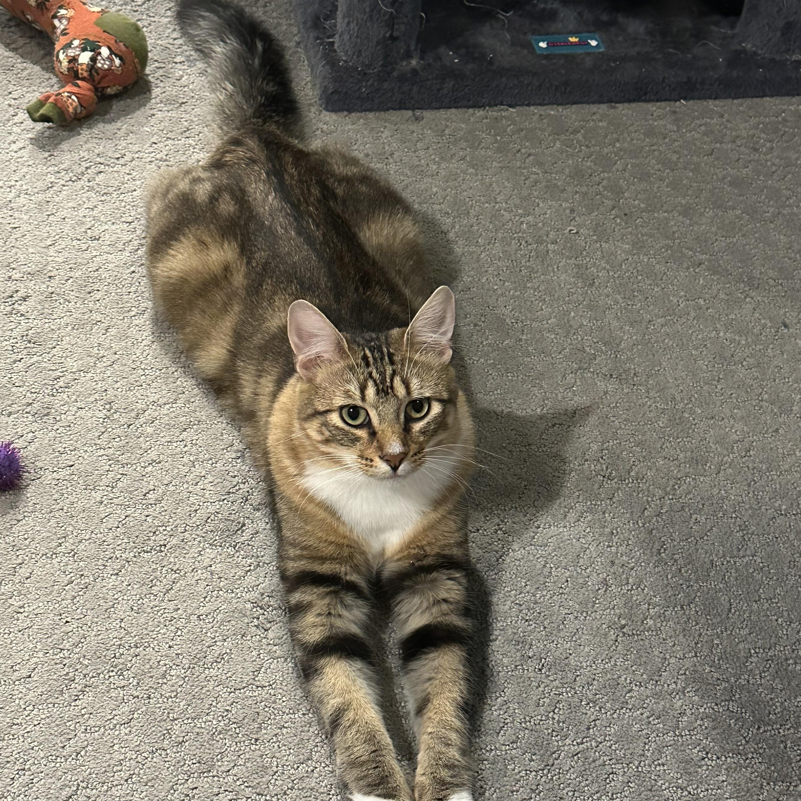 Enlarge Nimble, a Adoptable Domestic Medium Hair in Minneapolis, MN image 1/6