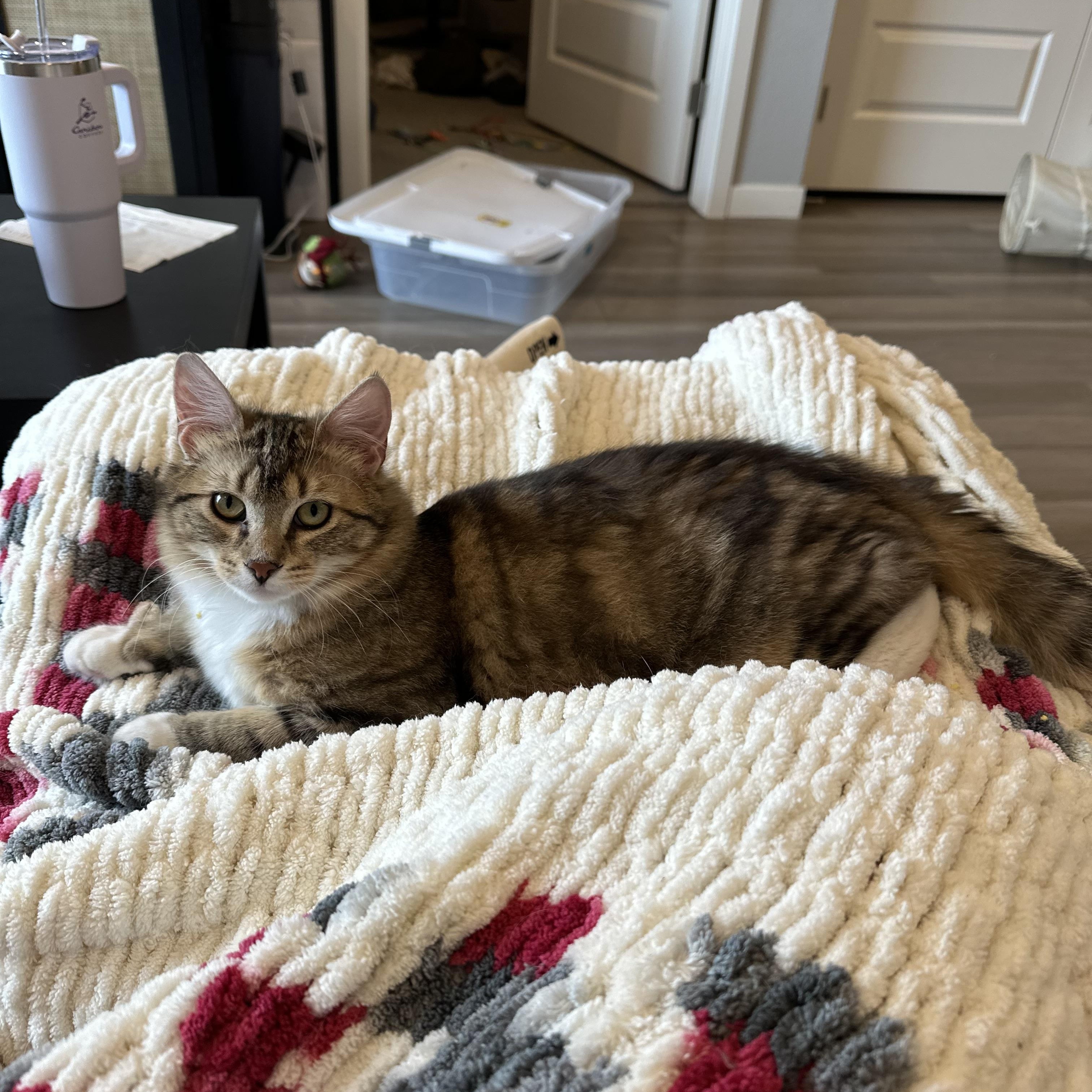 Enlarge Nimble, a Adoptable Domestic Medium Hair in Minneapolis, MN image 1/3