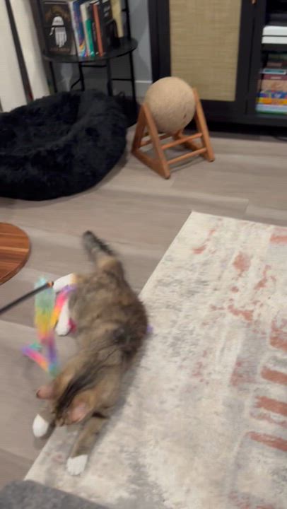 Enlarge Nimble, a Adoptable Domestic Medium Hair in Minneapolis, MN video 3/3