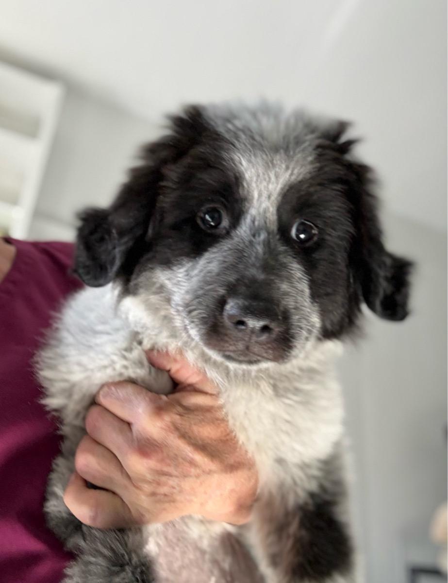 Samantha , a ADOPTABLE Great Pyrenees in Temecula, CA image 2/2