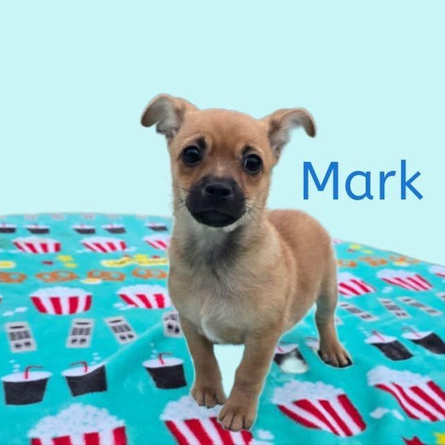 Mark, adopted, Puppy Male Mixed Breed.
