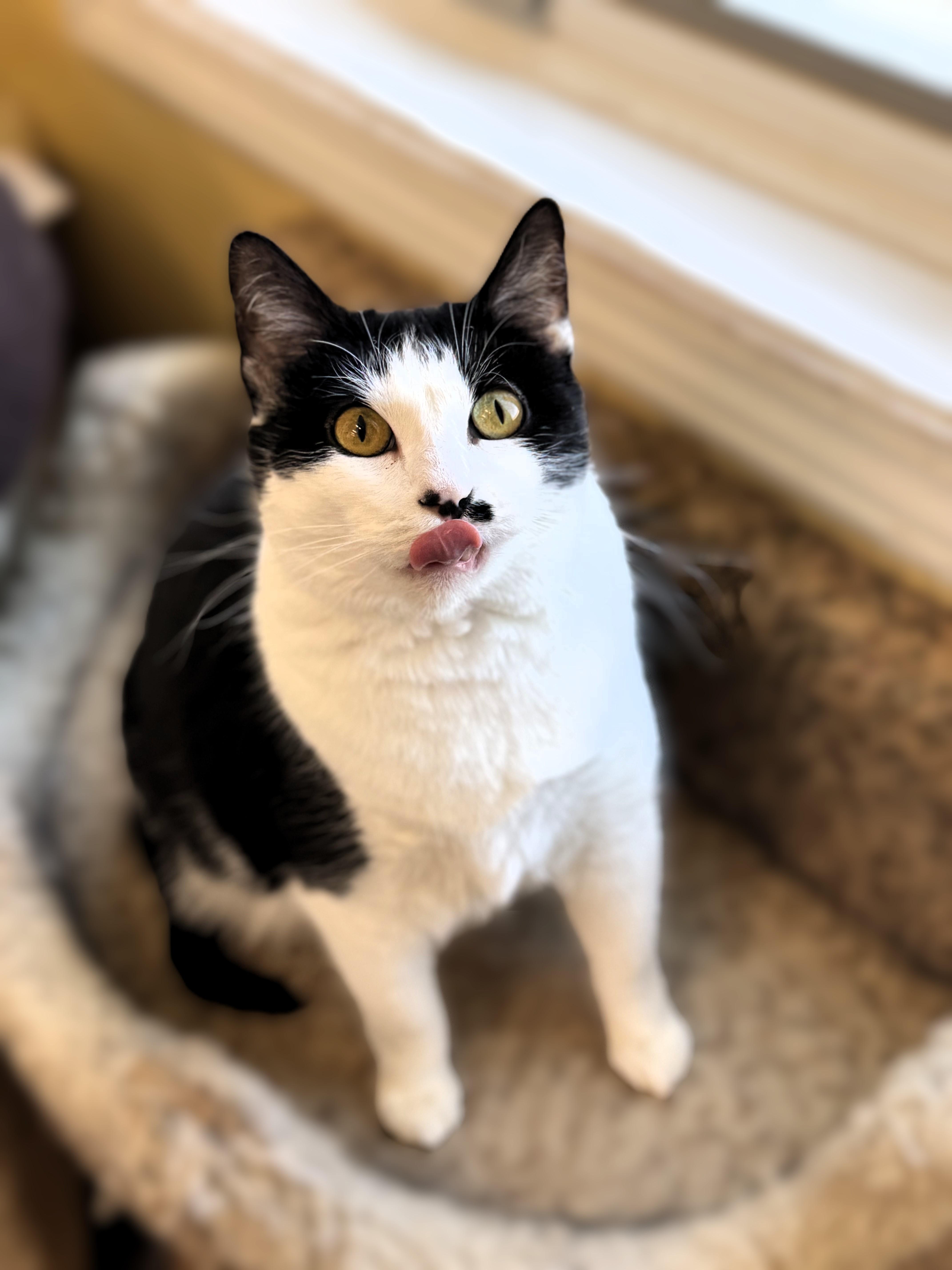 Lucy, a Adoptable Domestic Short Hair in Pekin, IL image 2/3