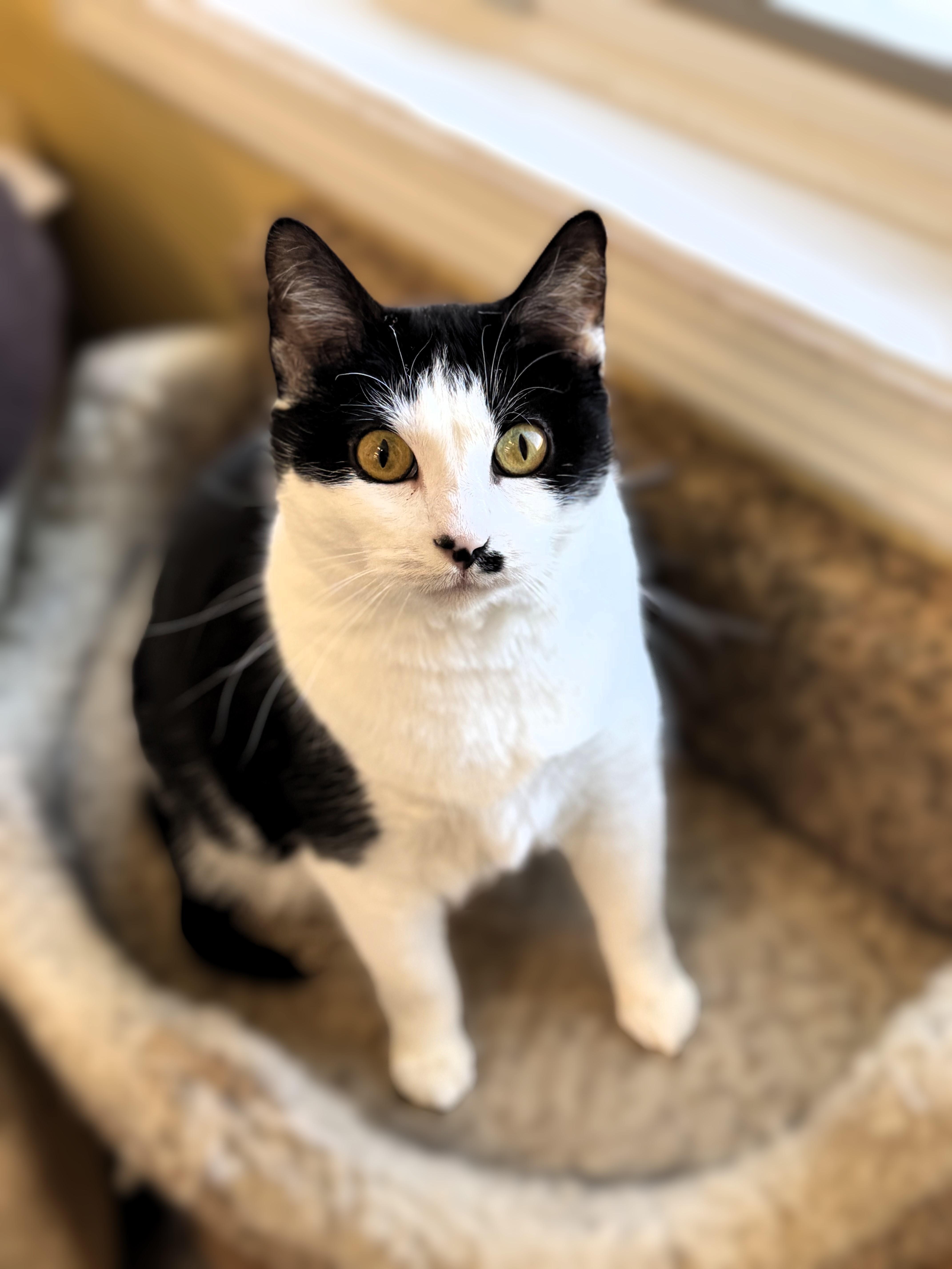 Lucy, Adoptable, Adult Female Domestic Short Hair.