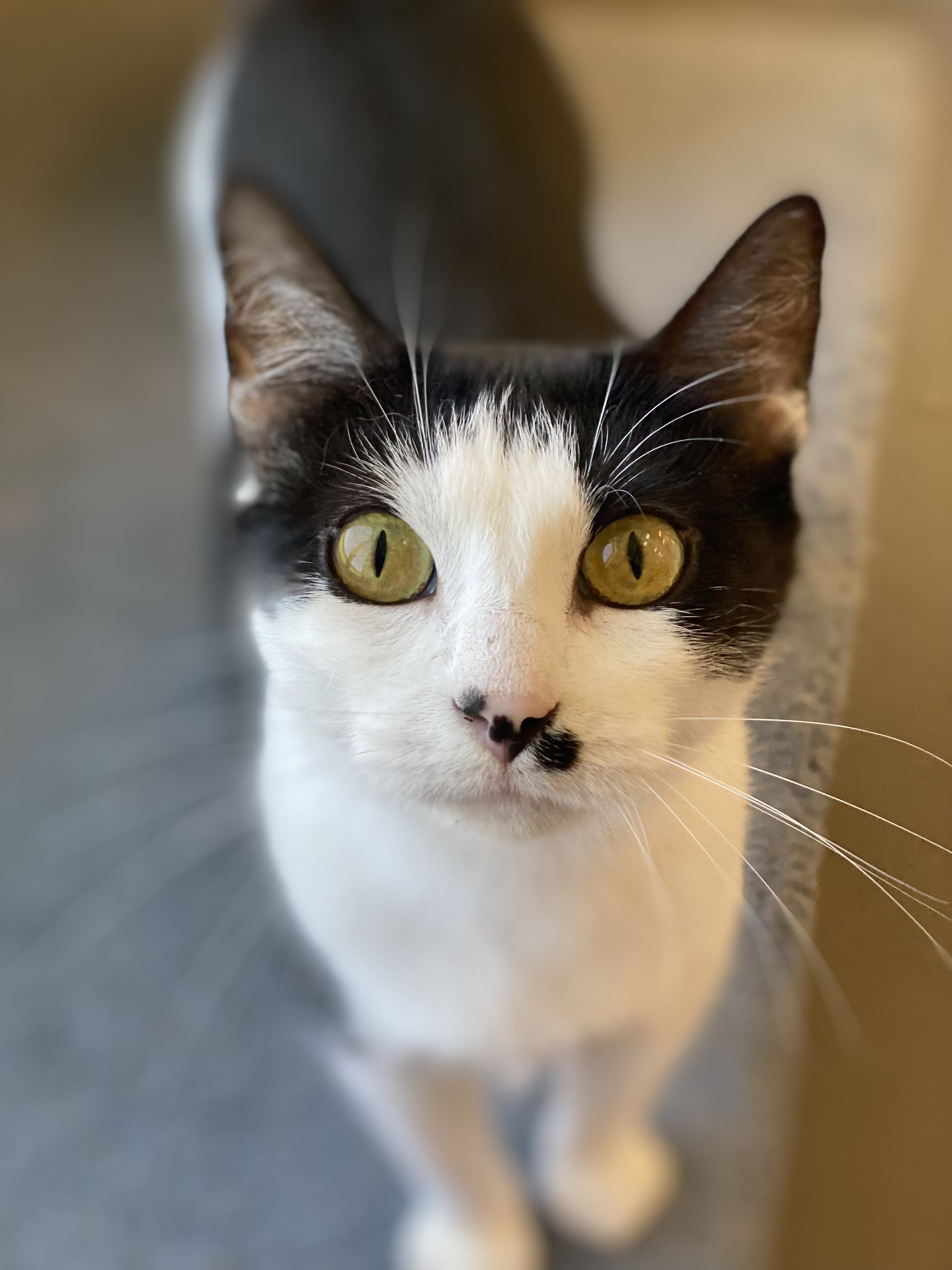 Lucy, a Adoptable Domestic Short Hair in Pekin, IL image 3/3