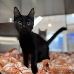 Enlarge Stevie, a Adoptable mixed breed in Bullhead City, AZ image 2/2