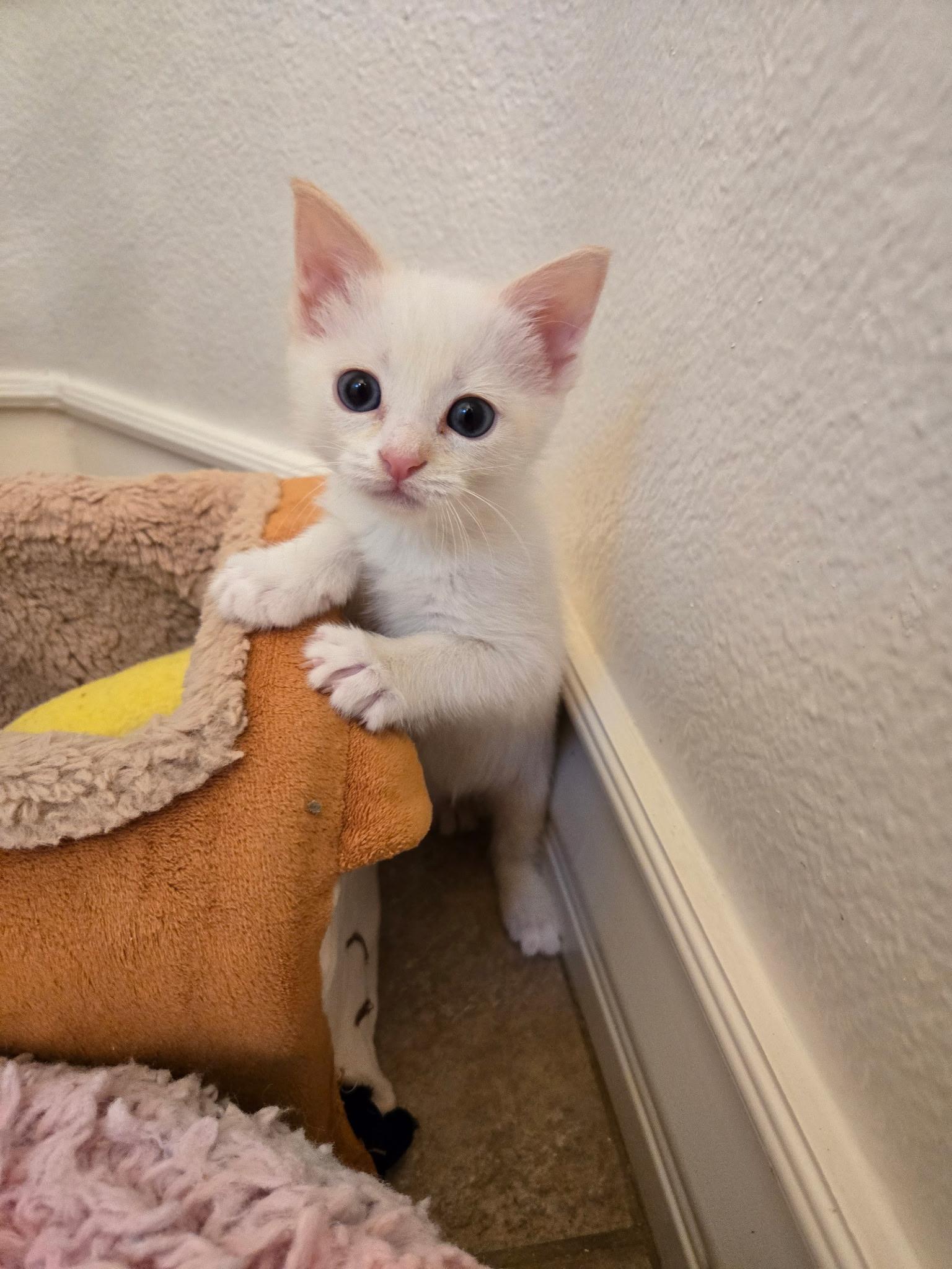 Enlarge Shamrock , a ADOPTABLE Domestic Short Hair in Pacific Palisades, CA image 2/6