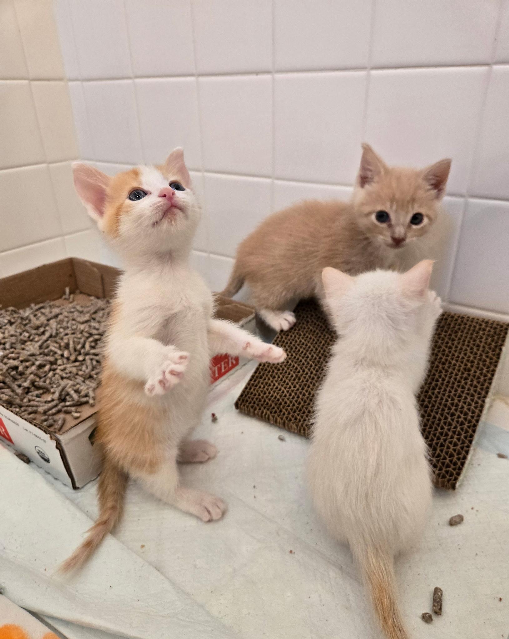Enlarge Shamrock , a ADOPTABLE Domestic Short Hair in Pacific Palisades, CA image 3/6
