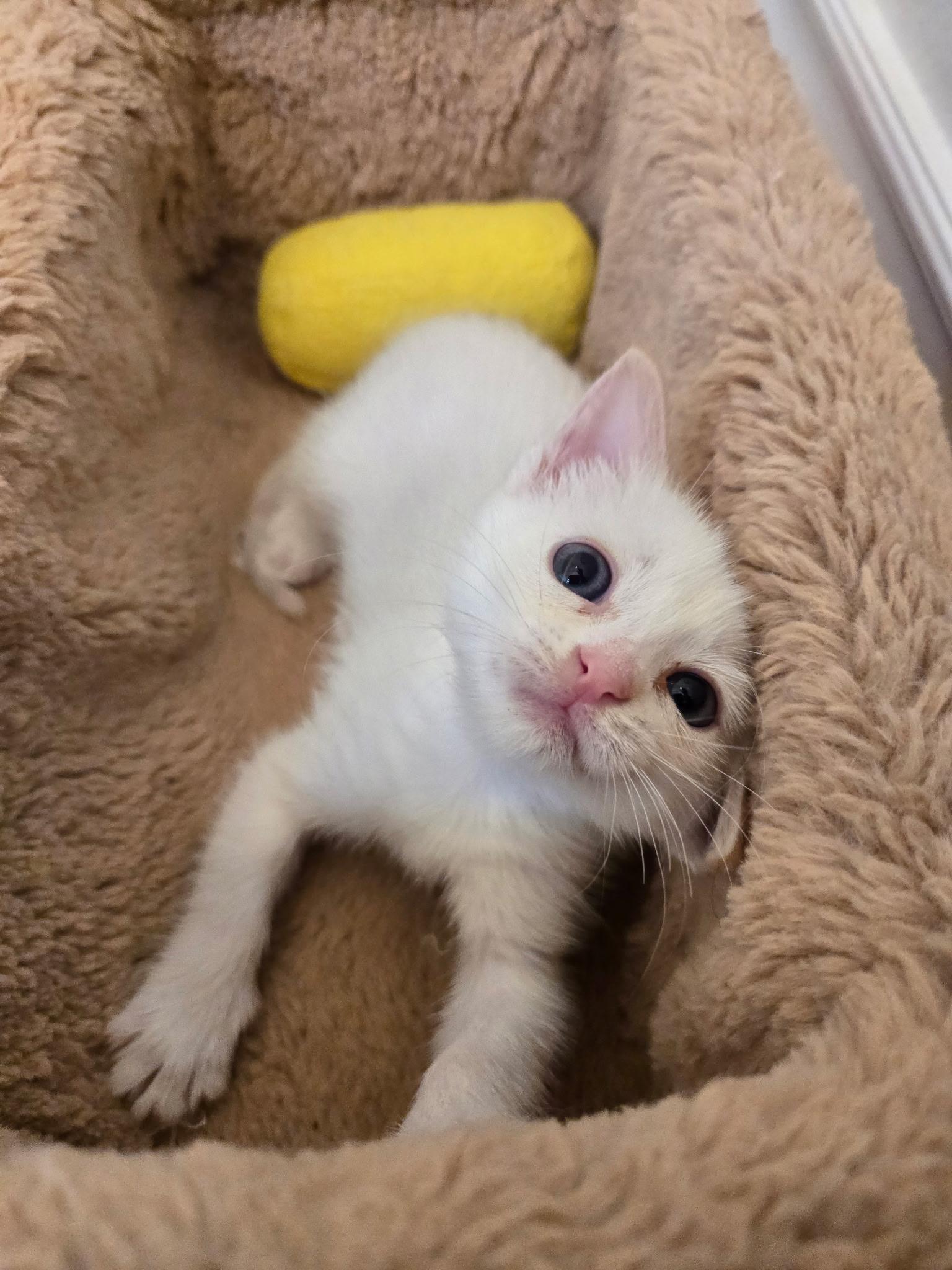 Shamrock , ADOPTABLE, Kitten Female Domestic Short Hair.