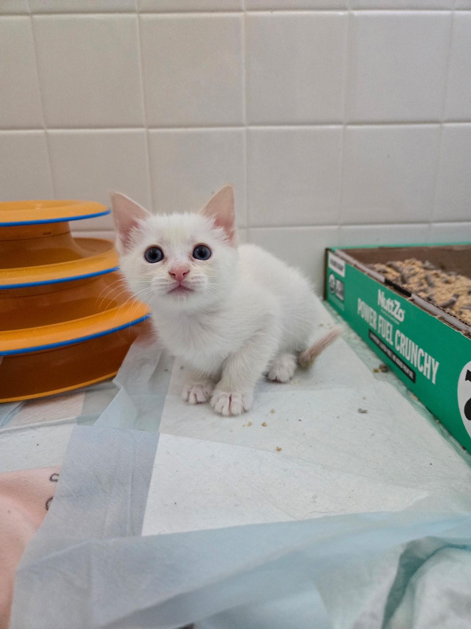 Enlarge Shamrock , a ADOPTABLE Domestic Short Hair in Pacific Palisades, CA image 5/6