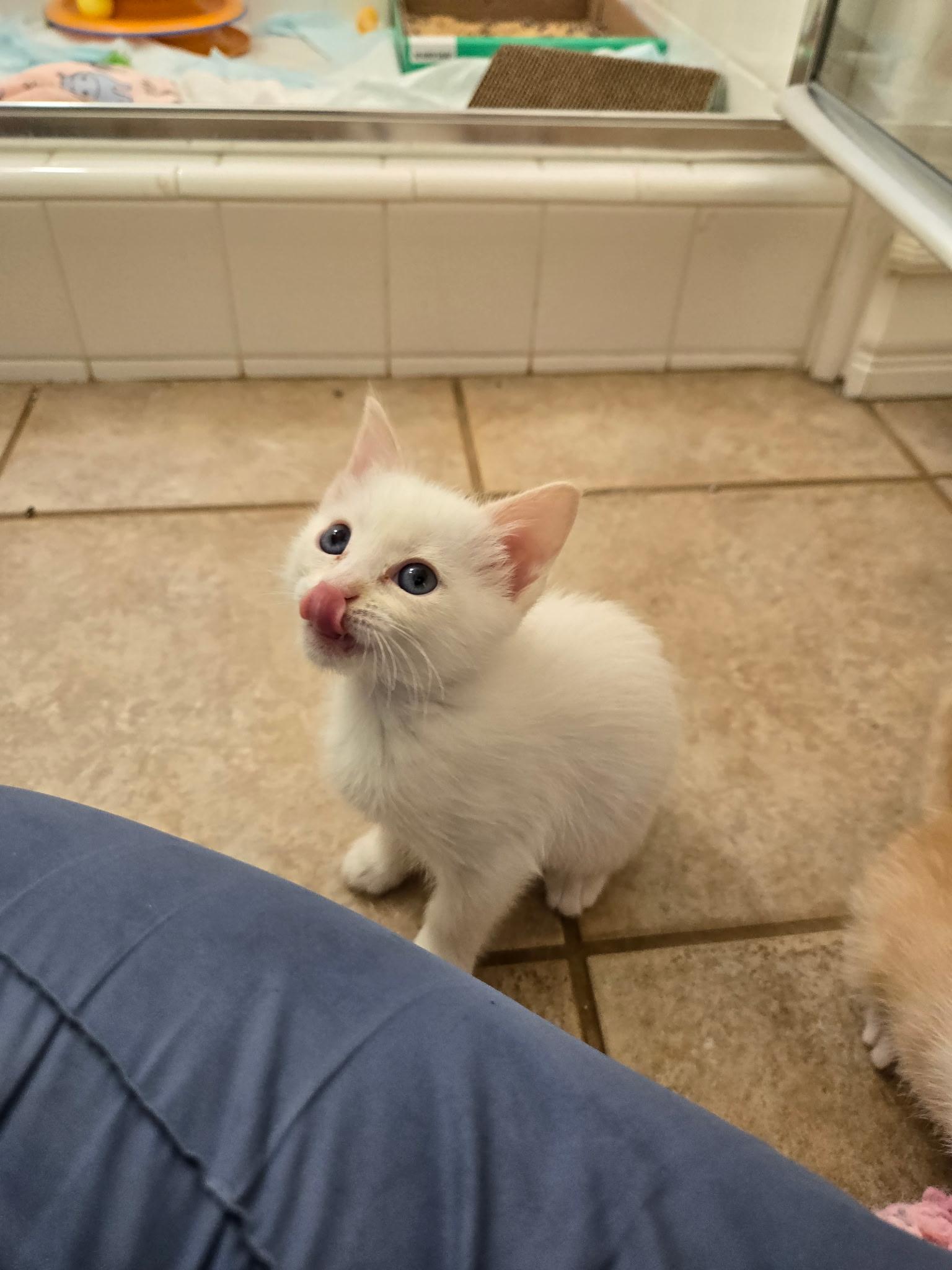 Enlarge Shamrock , a ADOPTABLE Domestic Short Hair in Pacific Palisades, CA image 6/6