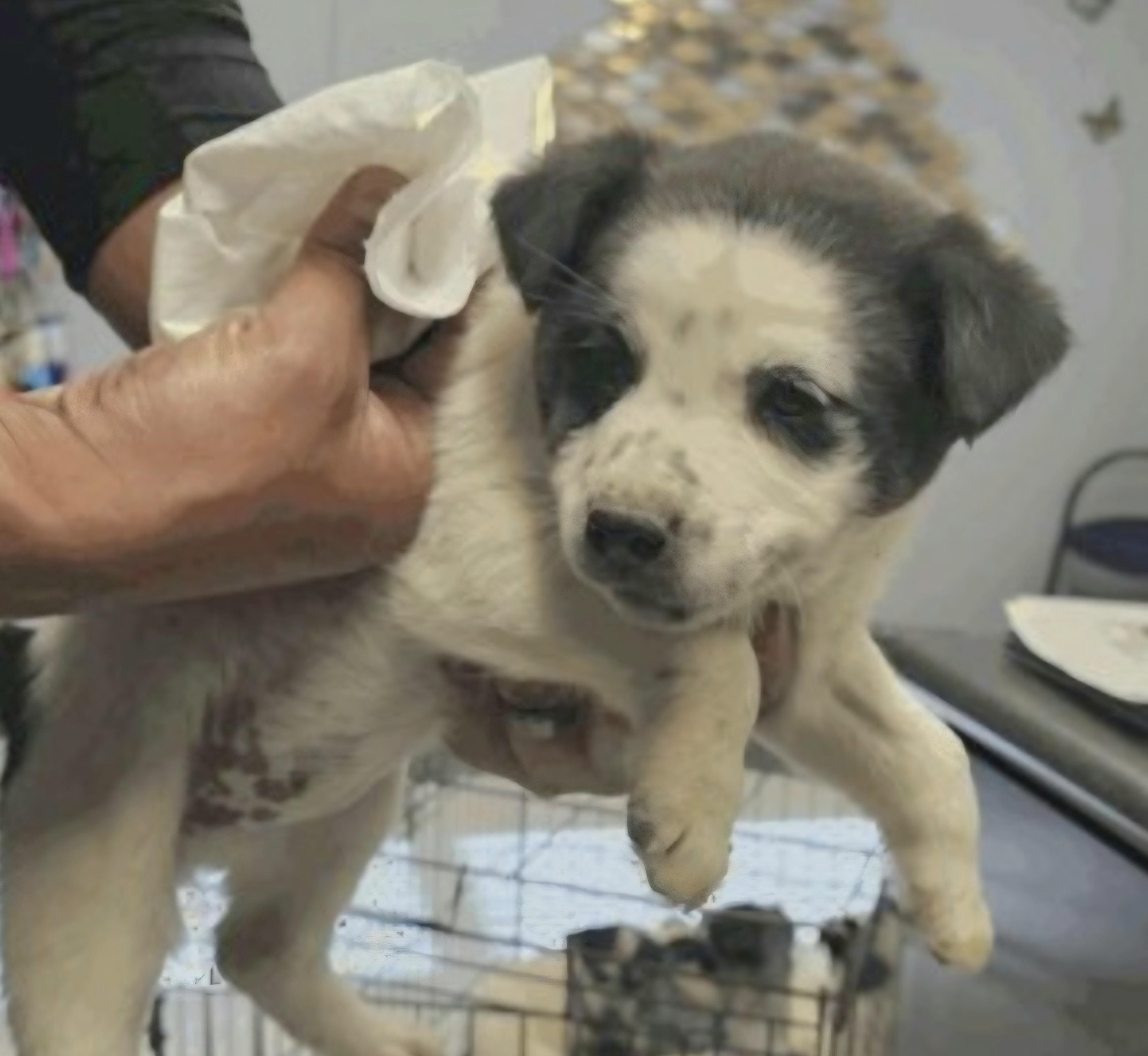 CADY, ADOPTABLE, Puppy Female Australian Cattle Dog / Blue Heeler.