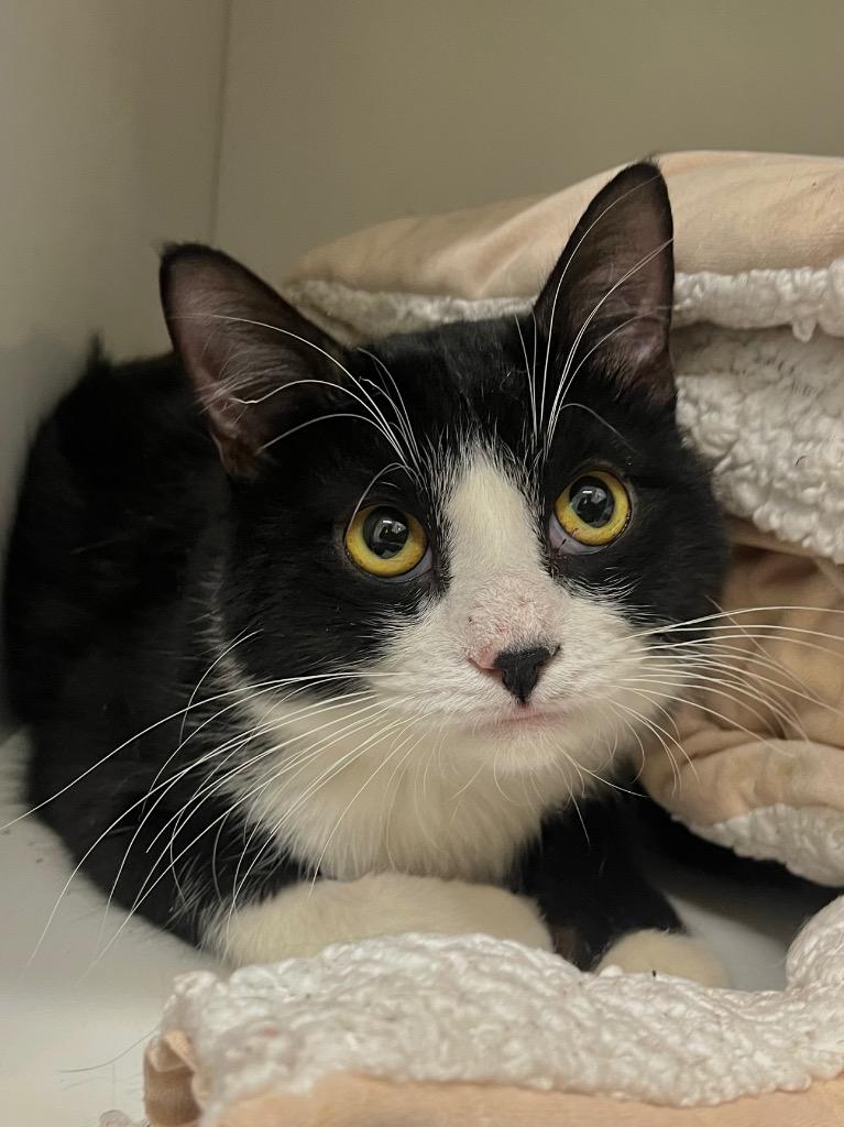 Cowboy, Adoptable, Young Male Domestic Medium Hair.