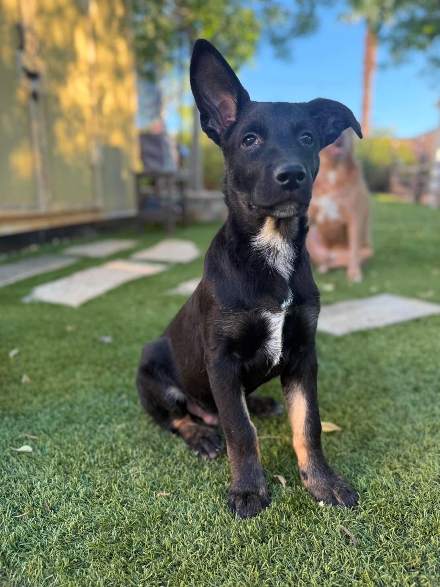 Clark, a ADOPTABLE mixed breed in Las Vegas, NV image 4/4