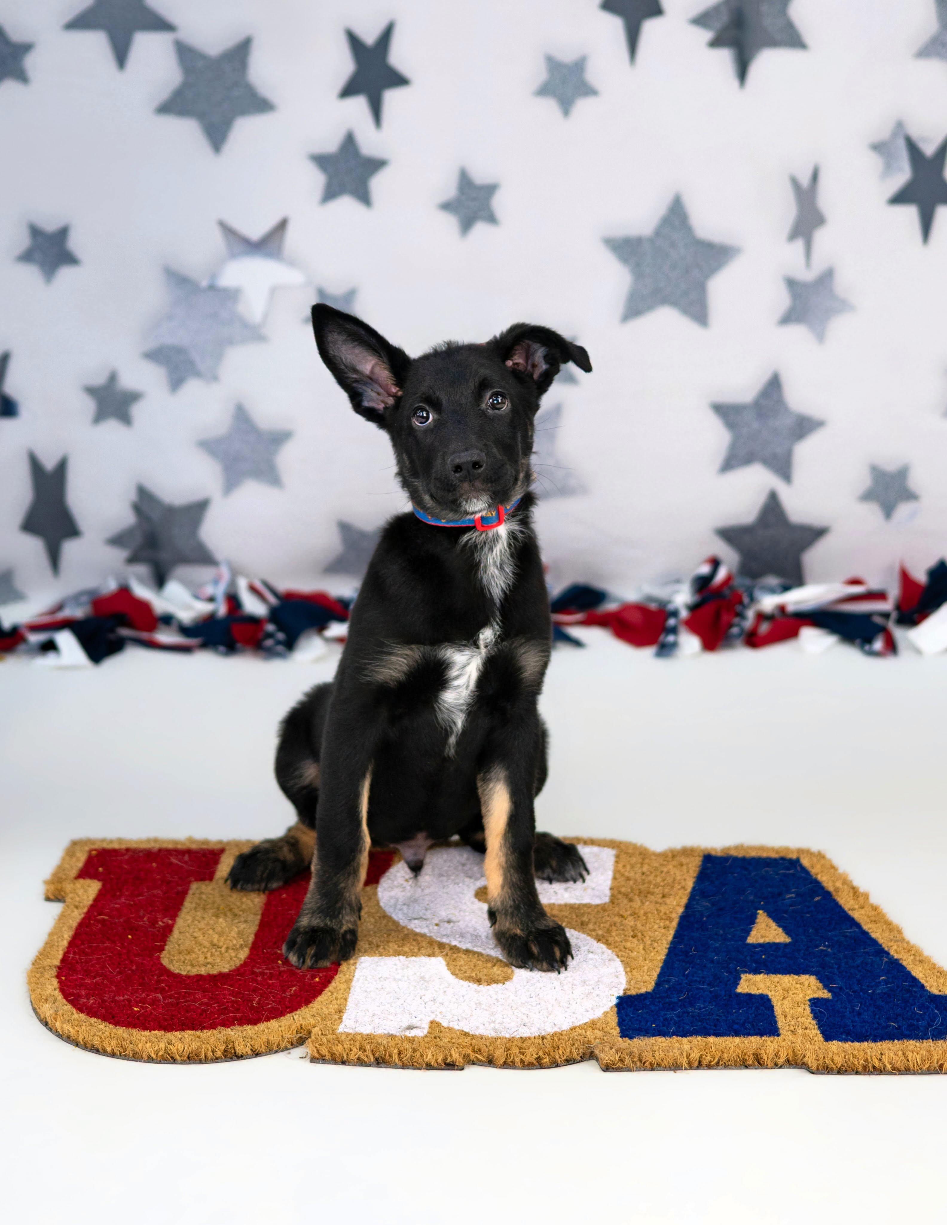 Clark, a ADOPTABLE mixed breed in Las Vegas, NV image 1/4