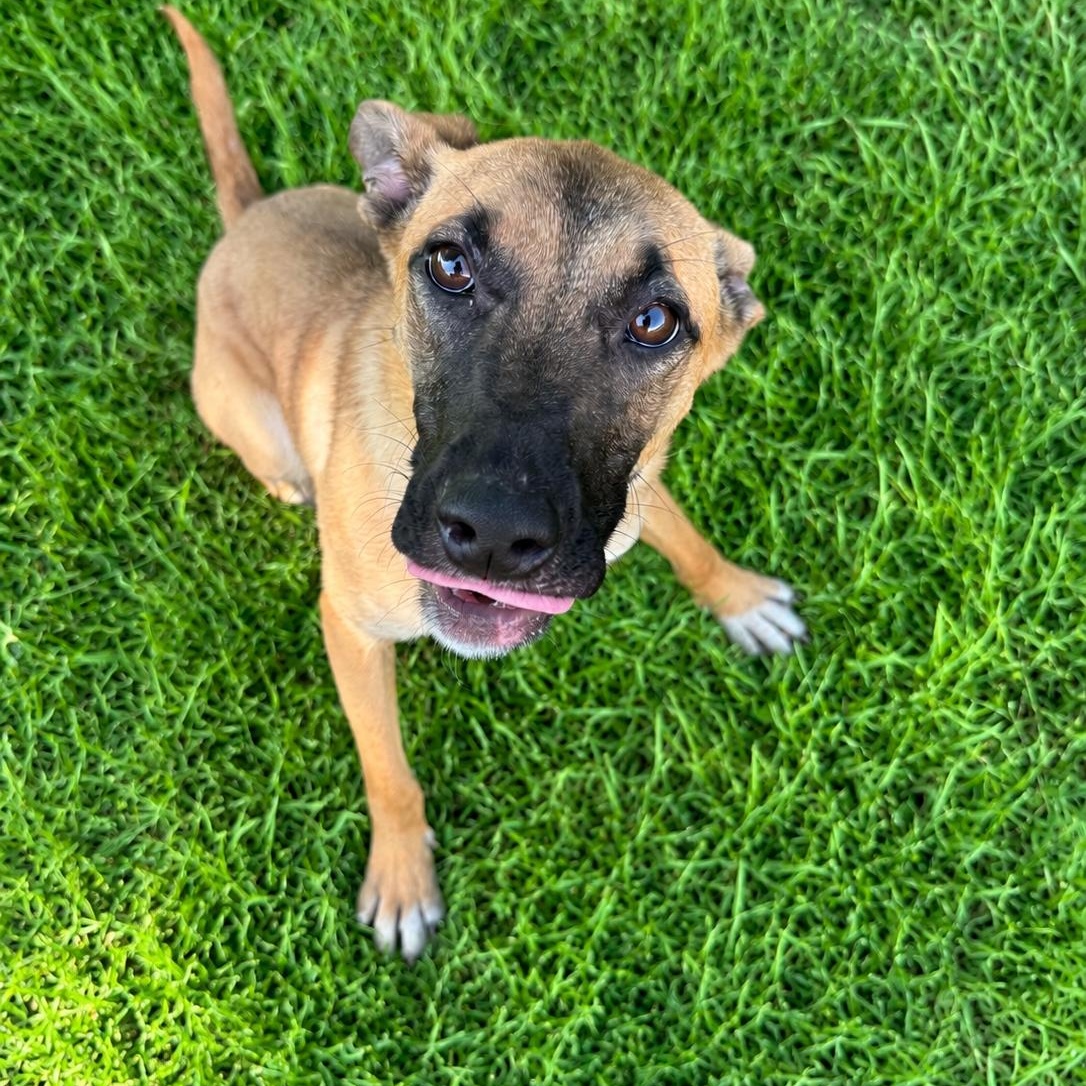 Enlarge Maxine, an adopted Belgian Shepherd / Malinois in Jersey city, NJ image 2/2