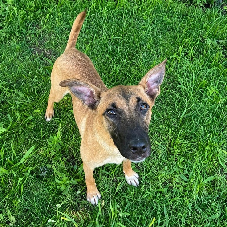 Enlarge Maxine, an adopted Belgian Shepherd / Malinois in Jersey city, NJ image 1/2