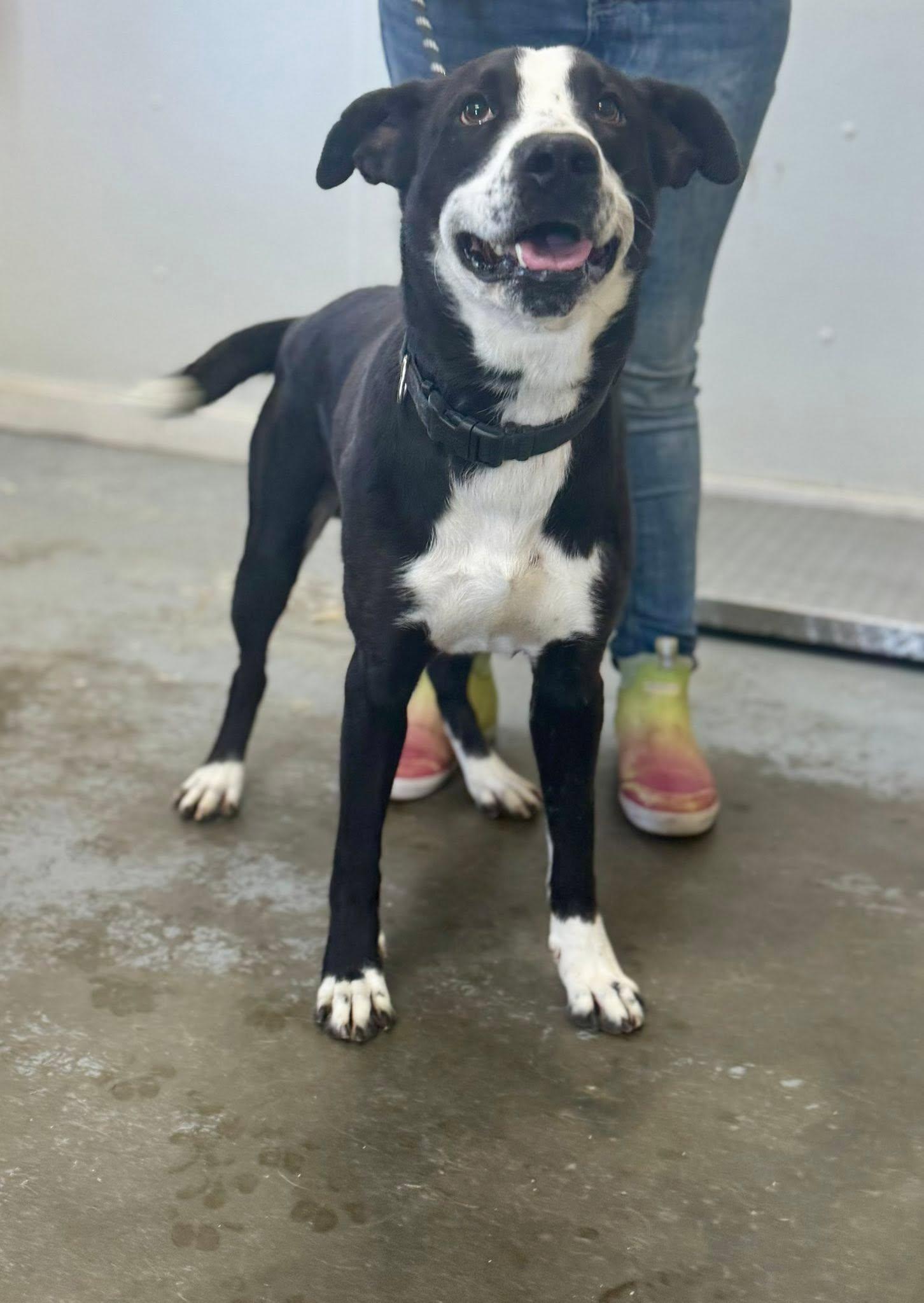Groot, ADOPTABLE, Young Male Mixed Breed.