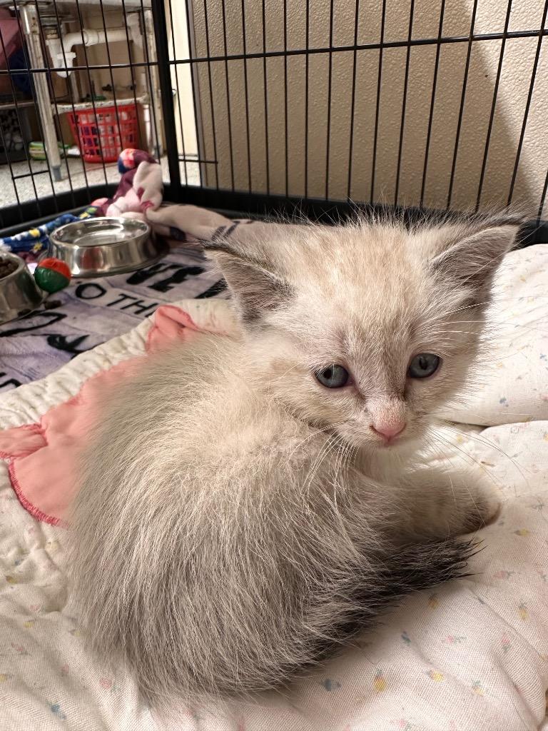 Enlarge Coconut, a Adopted mixed breed in Sidney, NY image 1/1
