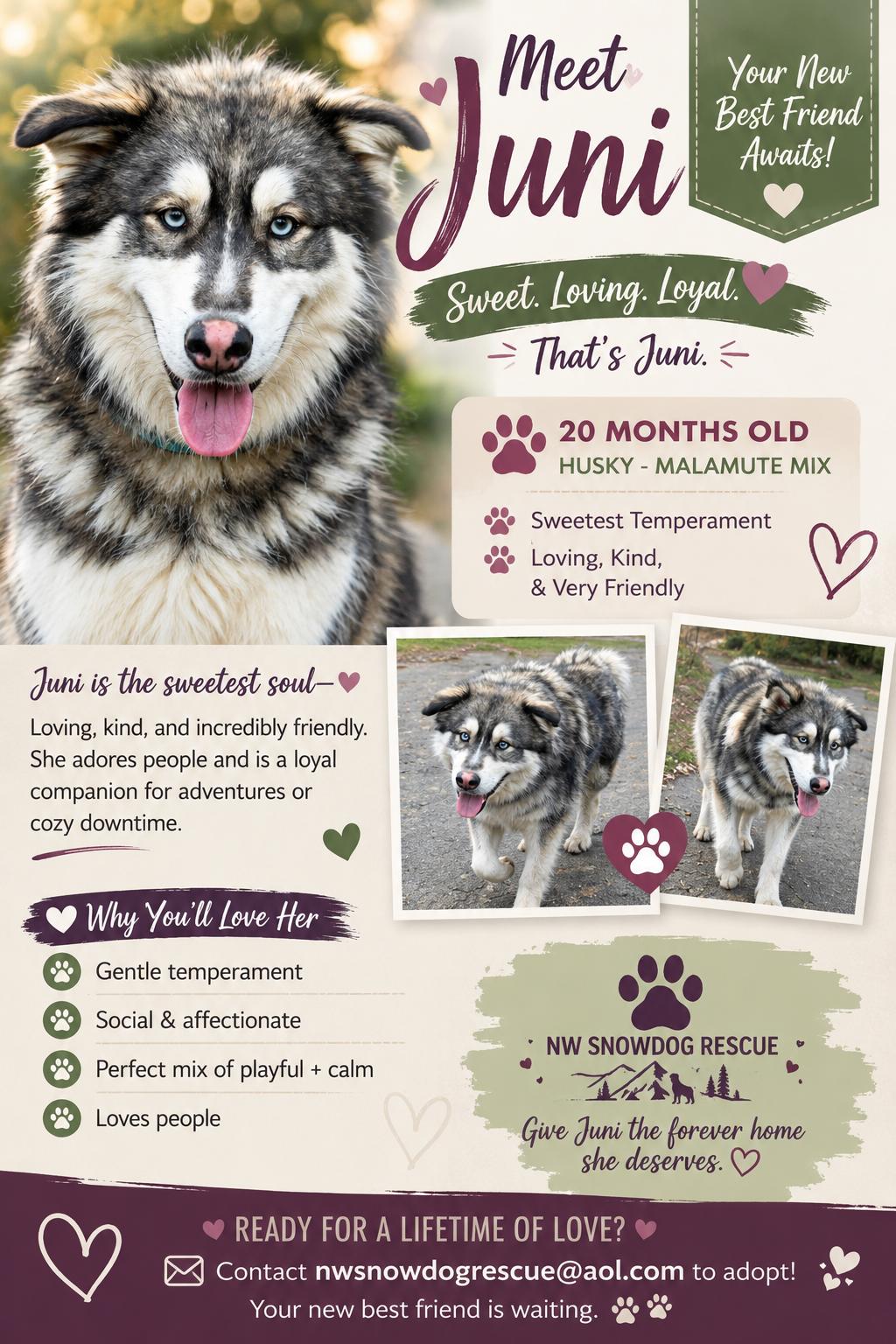 Juni, Adopted, Young Female Alaskan Malamute & Husky.