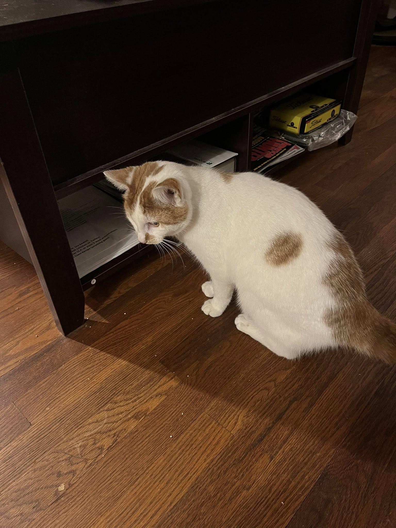 Enlarge Mr. Biscuit, a ADOPTABLE Domestic Short Hair in Danville, IL image 1/1