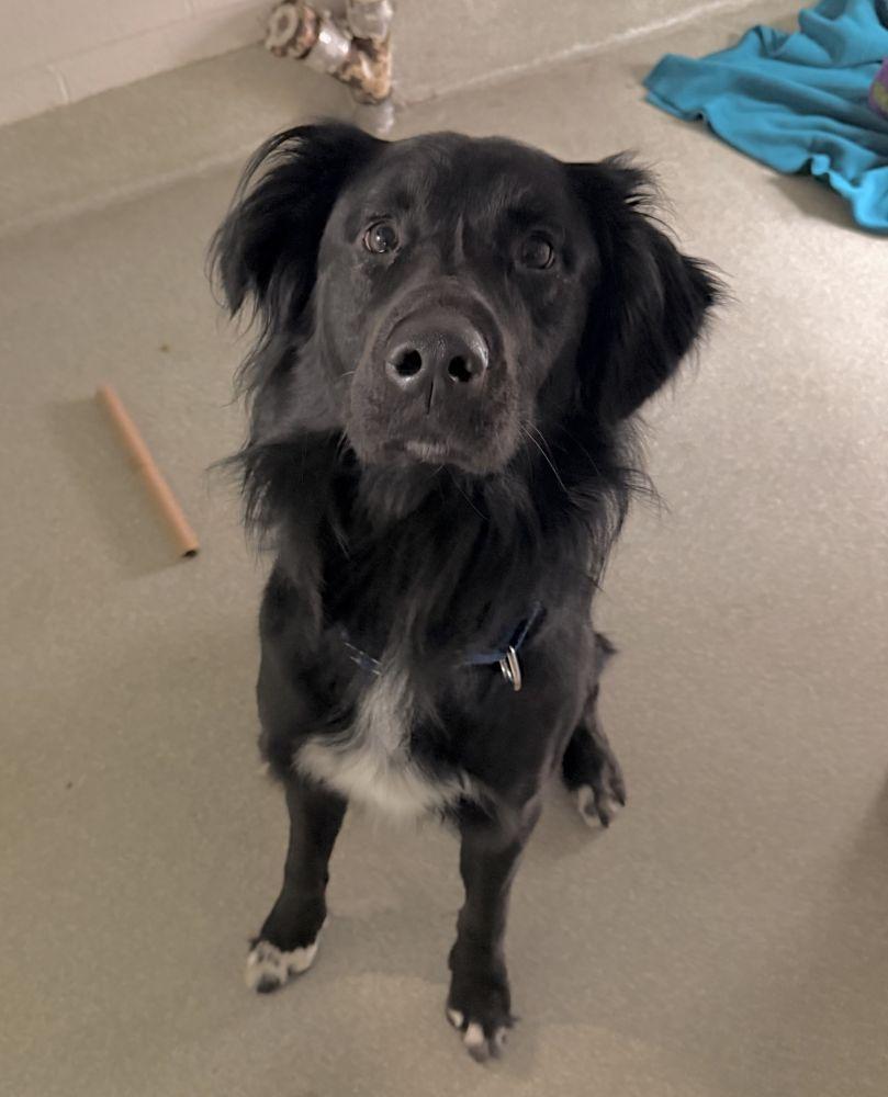 Ace, Adoptable, Adult Male Mixed Breed.