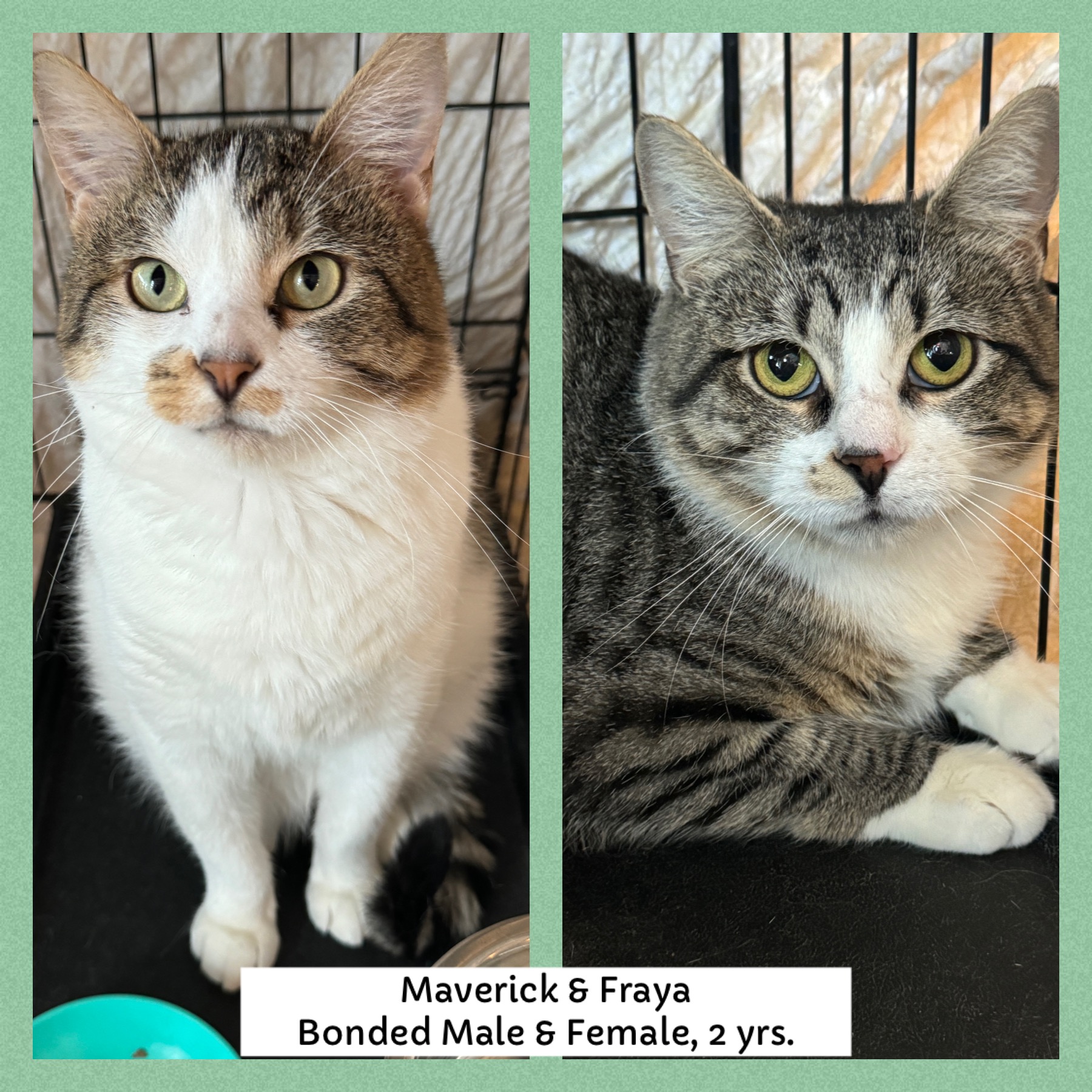 Maverick & Fraya