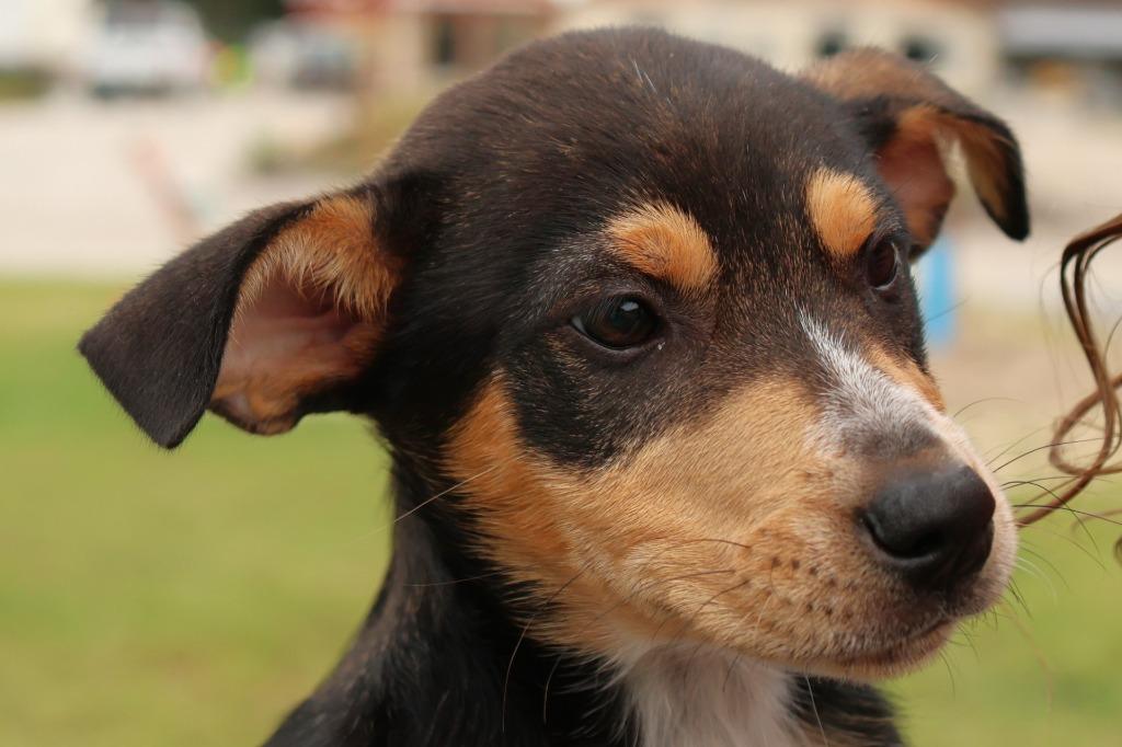Mia, Adoptable, Puppy Female Australian Cattle Dog / Blue Heeler & Mixed Breed.