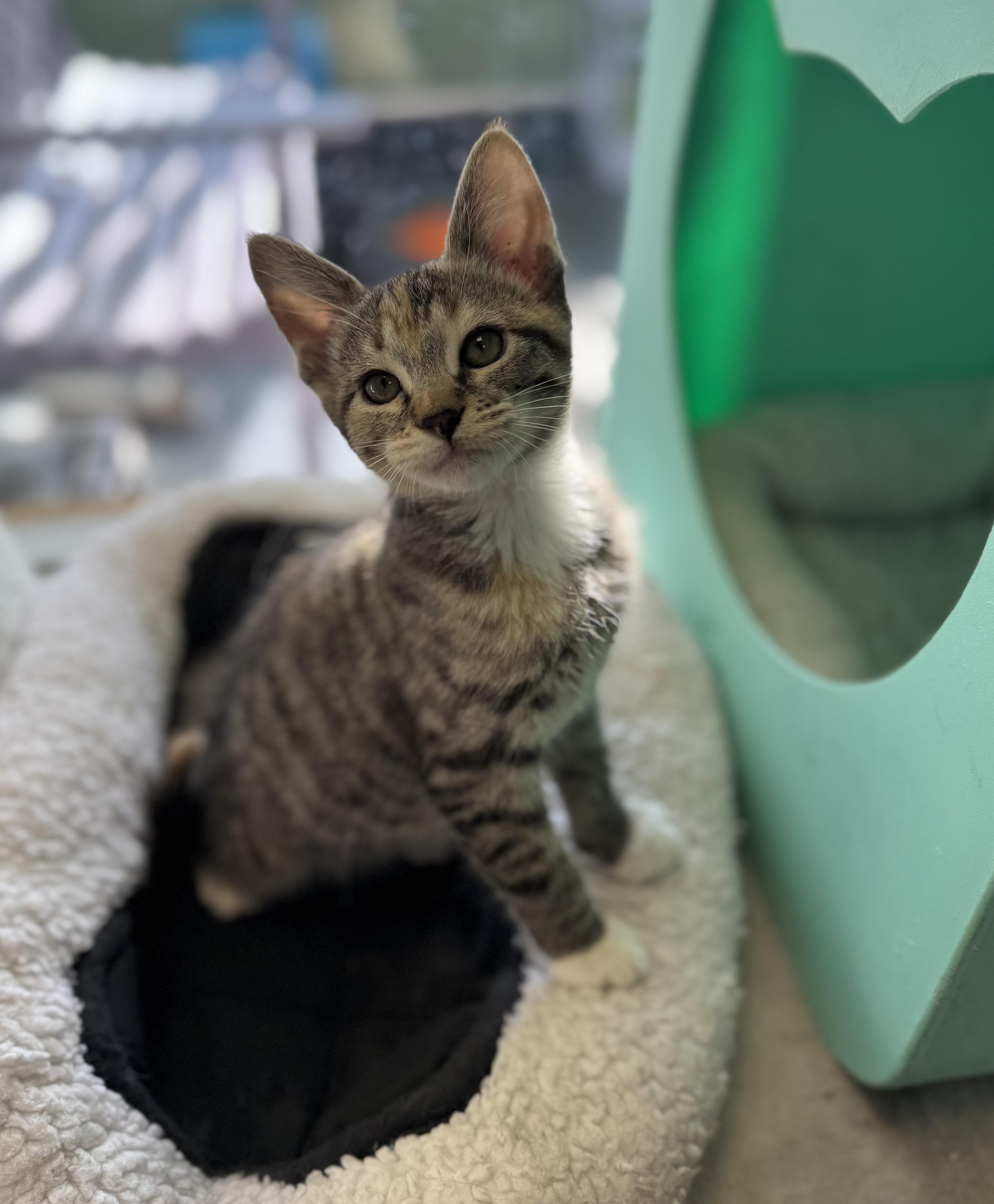 Holly, adoptable, Young Female Domestic Short Hair.