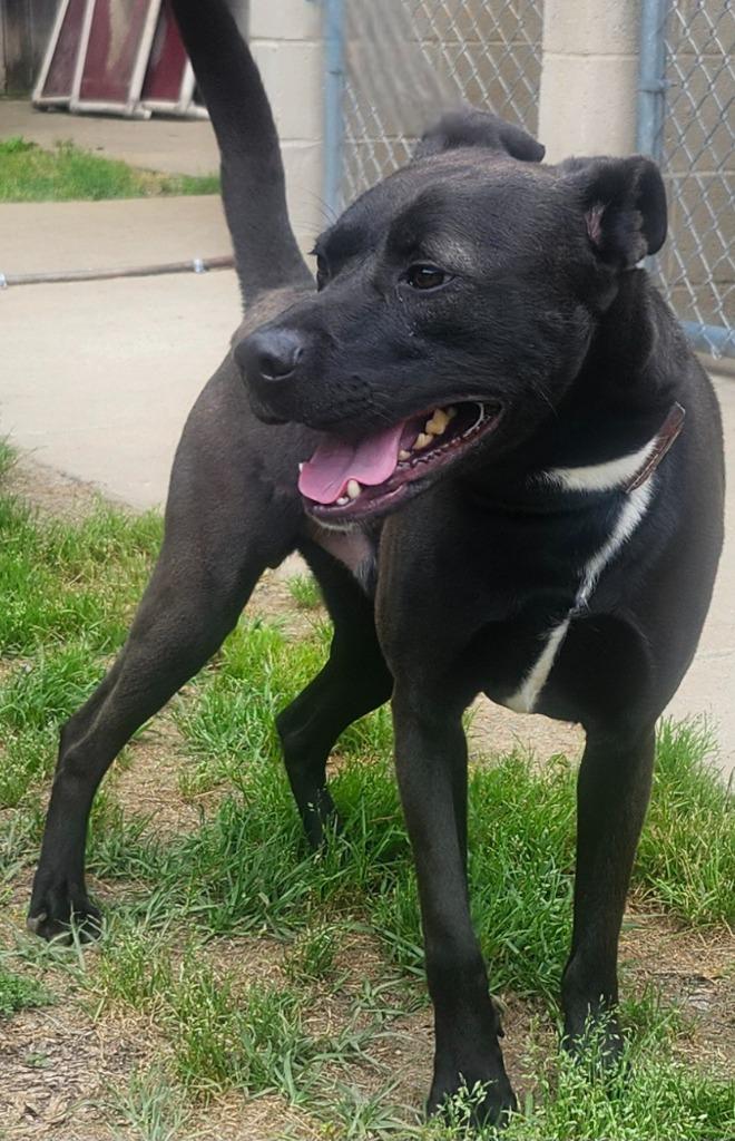 Trevor, a Adoptable mixed breed in Little Rock, AR image 1/2