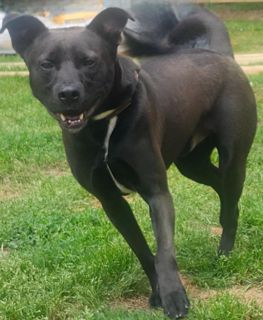 Trevor, a Adoptable mixed breed in Little Rock, AR image 2/2