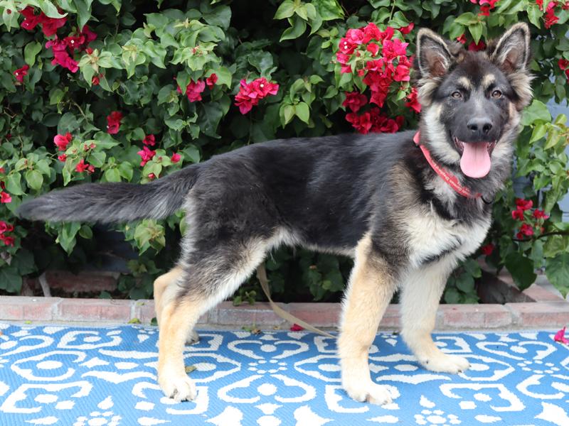 Petey von Petersburg, an adopted German Shepherd Dog in Los Angeles, CA image 6/6