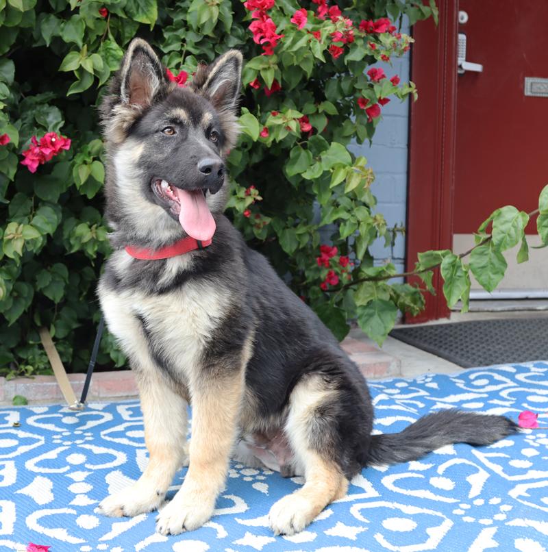 Petey von Petersburg, an adopted German Shepherd Dog in Los Angeles, CA image 3/6
