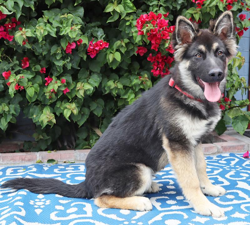 Petey von Petersburg, an adopted German Shepherd Dog in Los Angeles, CA image 5/6