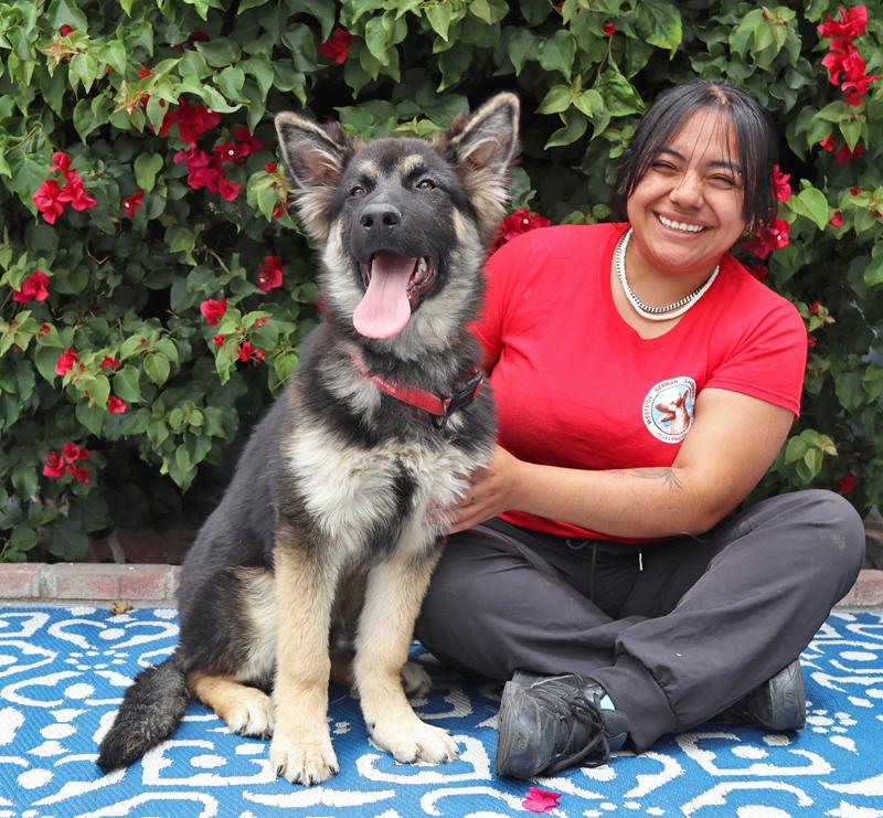 Petey von Petersburg, an adopted German Shepherd Dog in Los Angeles, CA image 2/6