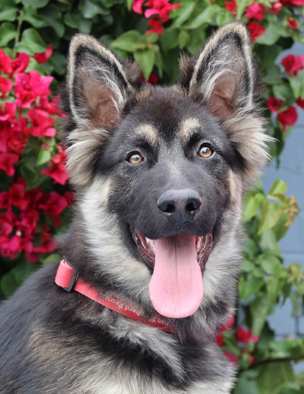 Petey von Petersburg, an adopted German Shepherd Dog in Los Angeles, CA image 1/6