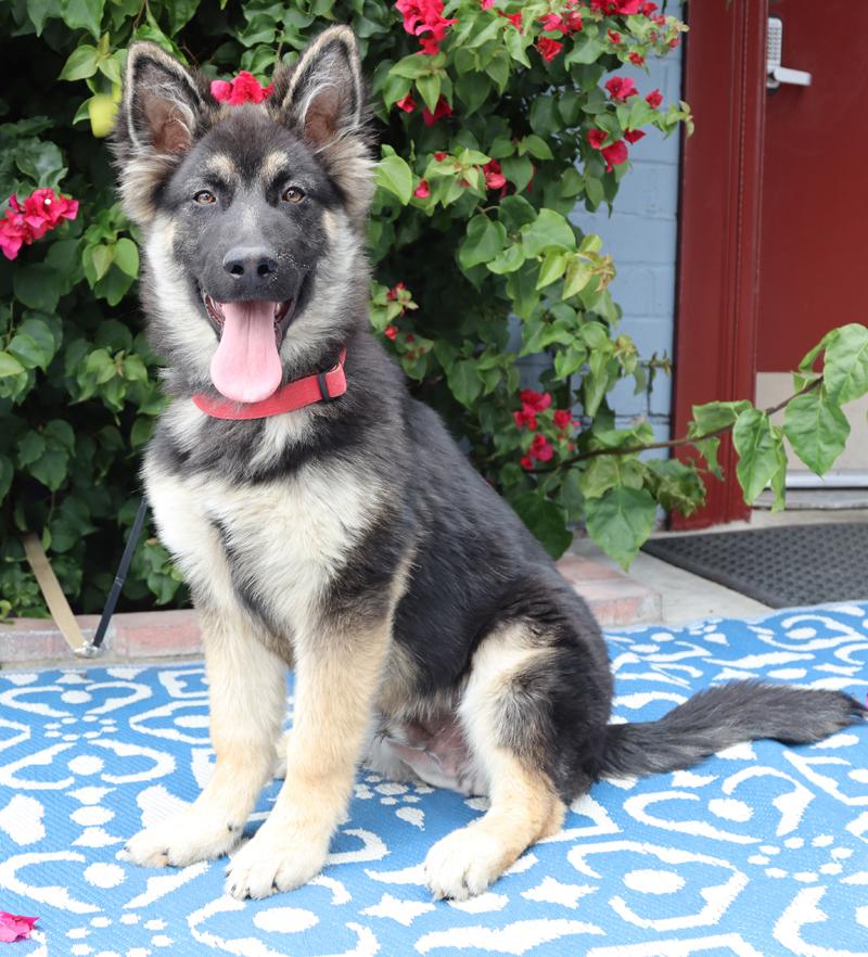Petey von Petersburg, an adopted German Shepherd Dog in Los Angeles, CA image 4/6