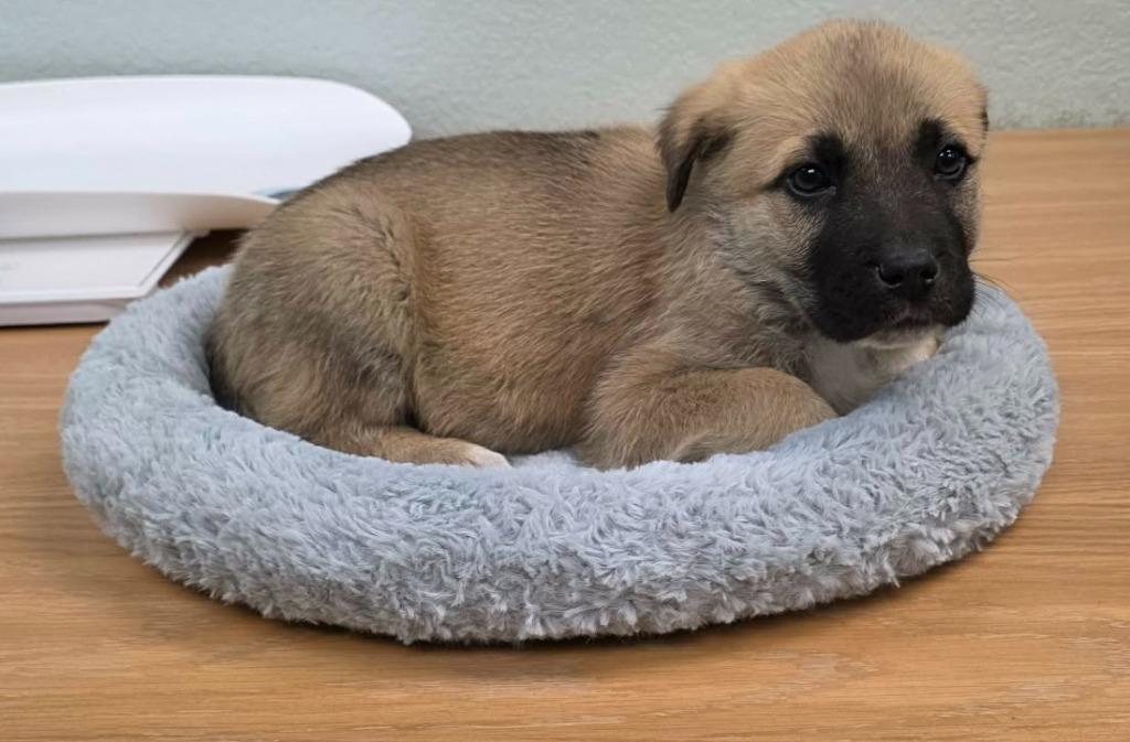 Tracker, Adoptable, Puppy Male Shepherd & Belgian Shepherd / Malinois.