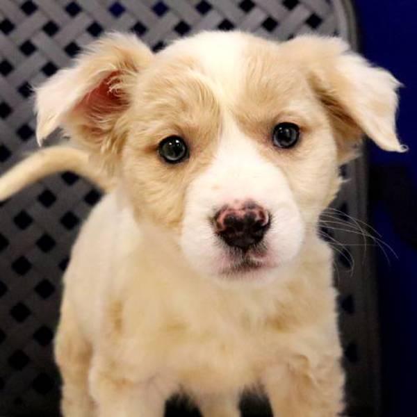 Enlarge Ollie, a Adoptable mixed breed in Fort Davis, TX image 1/2