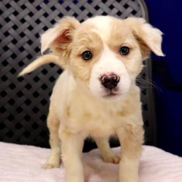 Enlarge Ollie, a Adoptable mixed breed in Fort Davis, TX image 2/2