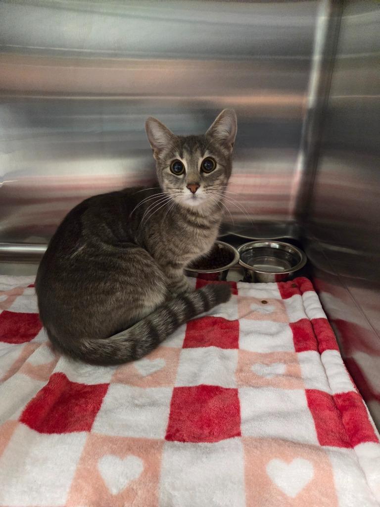 Tunie, Adoptable, Young Female Domestic Short Hair.